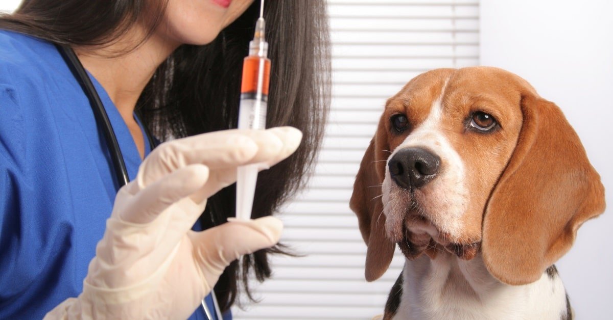 You are currently viewing Can Dogs Still Get Rabies If Vaccinated?: Unveiling the Truth