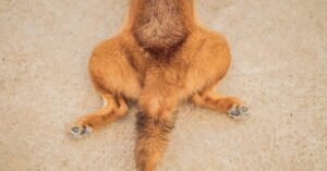 Read more about the article What to Do for Dog With Weak Back Legs: Effective Solutions