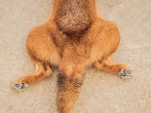 What to Do for Dog With Weak Back Legs: Effective Solutions
