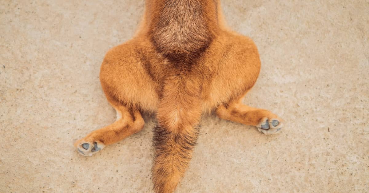 You are currently viewing What to Do for Dog With Weak Back Legs: Effective Solutions
