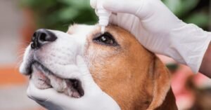 Read more about the article Can-C Eye Drops for Dogs: A Comprehensive Guide to Eye Care