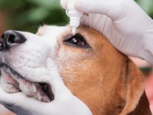 Can-C Eye Drops for Dogs: A Comprehensive Guide to Eye Care