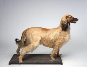 Read more about the article How Much Does It Cost to Taxidermy a Dog? Unveiled!