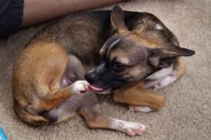 Read more about the article What Causes Dogs to Chew on Their Feet: Surprising Reasons