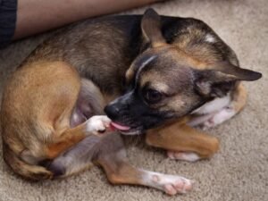 What Causes Dogs to Chew on Their Feet: Surprising Reasons