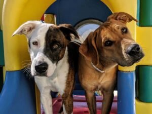 Does Dog Daycare Help With Separation Anxiety