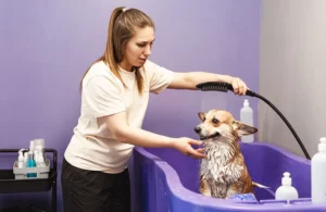How to Keep Dog Hair from Going down the Drain