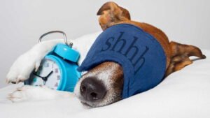 How Long Does Dog Surgery Take
