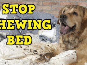 How Do I Stop My Dog from Chewing His Bed? Quick Tips!