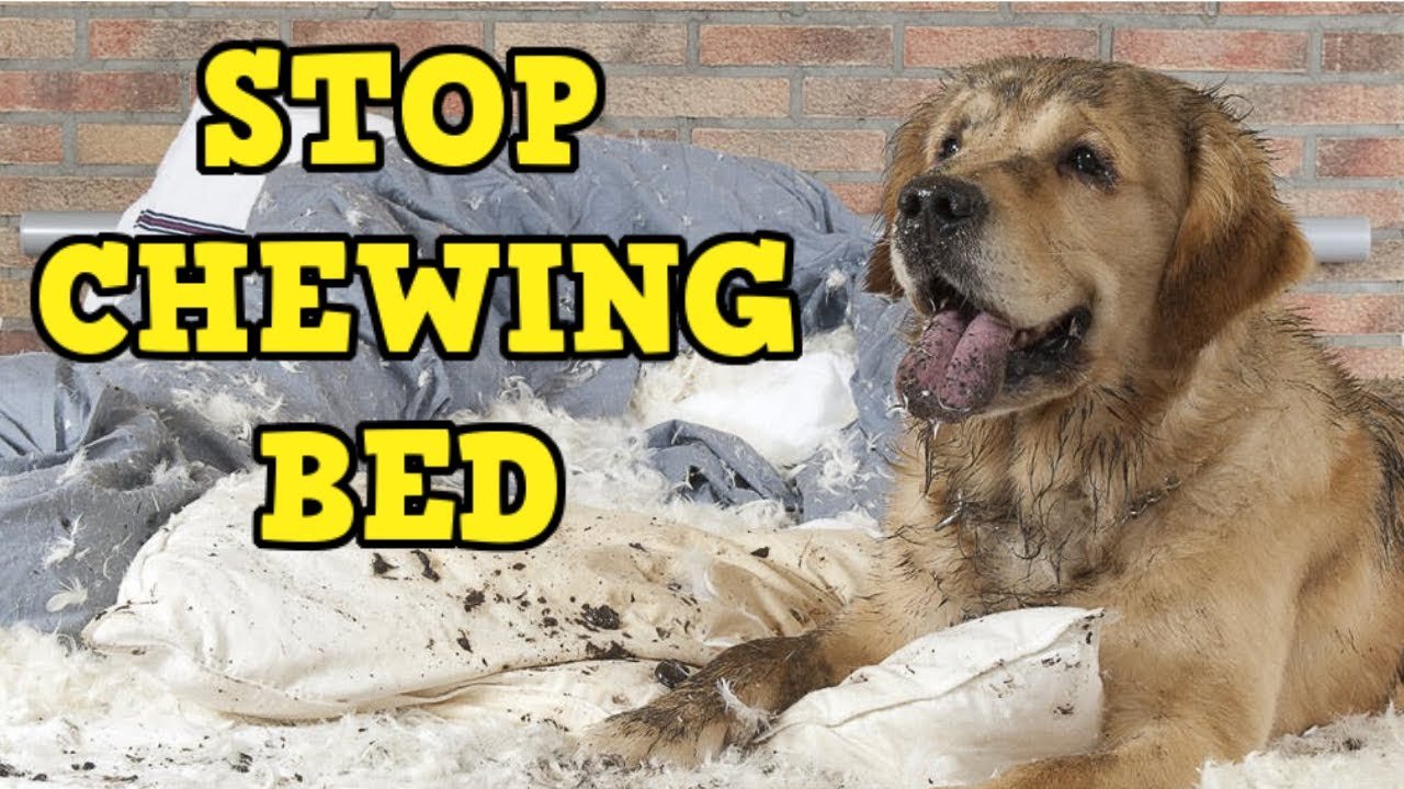 You are currently viewing How Do I Stop My Dog from Chewing His Bed? Quick Tips!