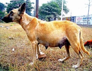 How Long After Mucus Plug Does Labor Start in Dogs