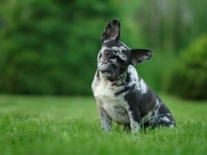 How Long After Fertilizing Can Dog Go on Lawn: Safe Timing Guide