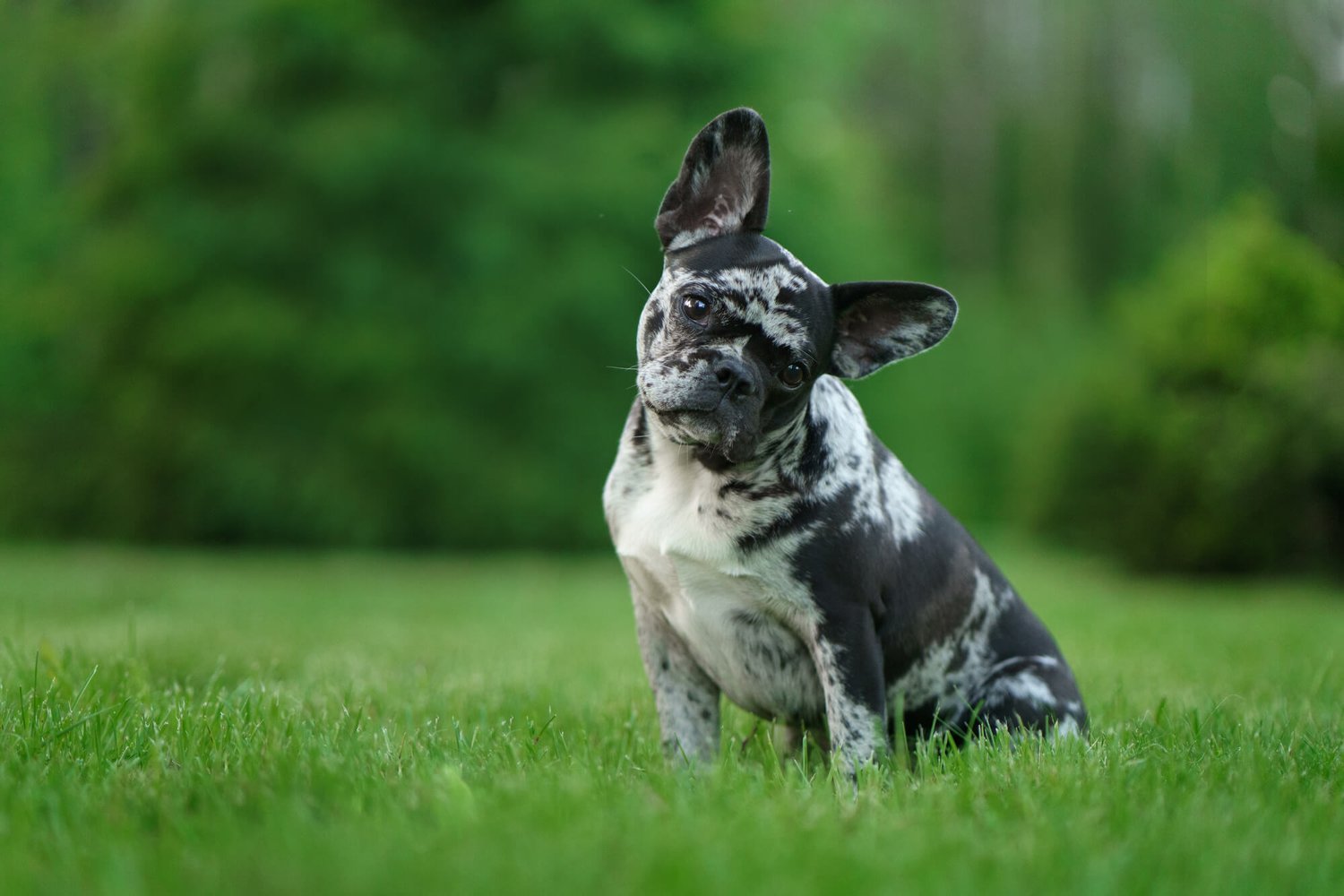 You are currently viewing How Long After Fertilizing Can Dog Go on Lawn: Safe Timing Guide