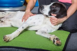 Read more about the article How Much Does a Dog Chiropractor Cost? Unveil the Price