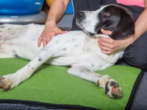 How Much Does a Dog Chiropractor Cost? Unveil the Price