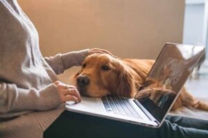 Read more about the article How to Become a Dog Trainer in Michigan: A Complete Guide