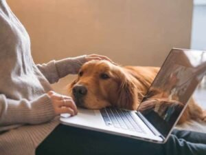 How to Become a Dog Trainer in Michigan: A Complete Guide