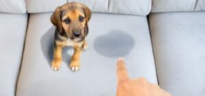 Read more about the article How to Clean Up Dog Pee on Couch: Quick and Effective Methods