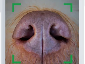 How to Get a Dog’s Nose Print: A Step-by-Step Guide
