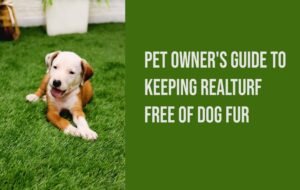 Read more about the article How to Keep Turf Clean With Dogs: Effortless Tips
