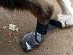 How to Make Dog Boots Out of Duct Tape: Quick DIY Guide