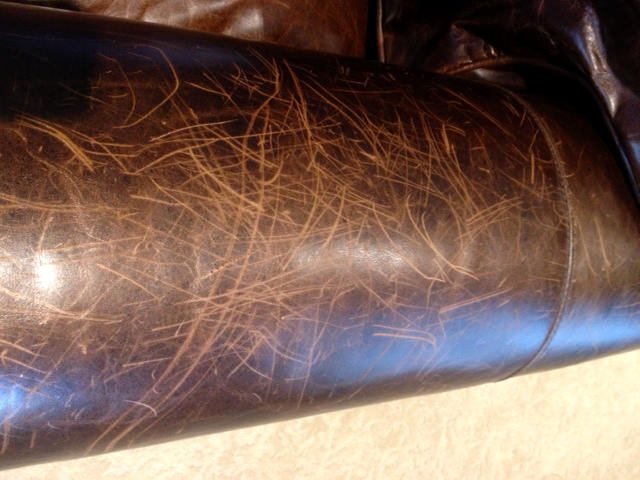 You are currently viewing How to Repair Dog Scratches on Leather Couch: Quick Fixes