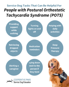 Read more about the article How to Train a Service Dog for POTS: A Step-by-Step Guide