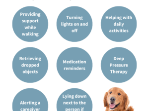 How to Train a Service Dog for POTS: A Step-by-Step Guide