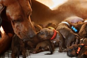 How Long Does a Dog C Section Take