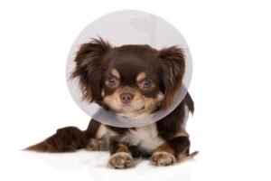 How Long are Dogs in Pain After Neutering