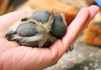 How to Treat Cut on Dog Paw