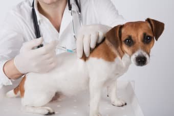 Can Dogs Still Get Rabies If Vaccinated