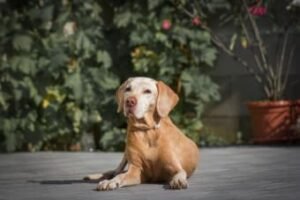 Why Do Older Dogs Lose Weight