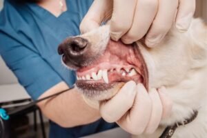 How to Fix a Dogs Broken Jaw at Home
