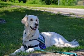 How Much Does It Cost to Rent a Therapy Dog