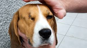 How Long Does Dog Eye Removal Surgery Take