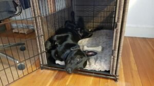 Read more about the article Is It Okay to Crate a Dog While at Work? Unleashed Truths