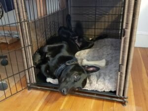Is It Okay to Crate a Dog While at Work? Unleashed Truths