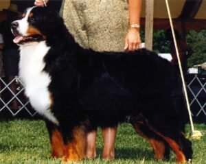 Read more about the article De-Li’s Bernese Mountain Dogs: Unleashing Joy & Loyalty