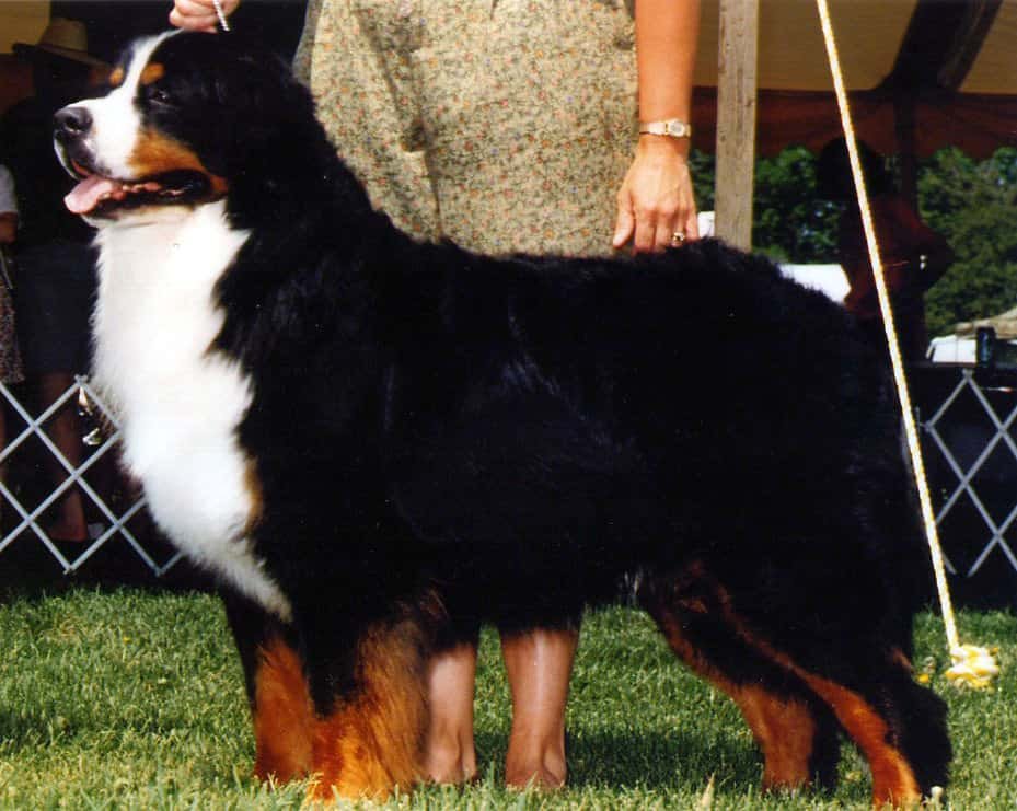 You are currently viewing De-Li’s Bernese Mountain Dogs: Unleashing Joy & Loyalty