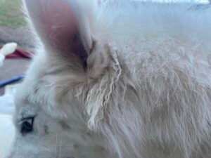 How to Prevent Mats behind Dogs Ears