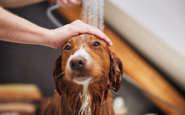 Is Natural Care Dog Shampoo Safe
