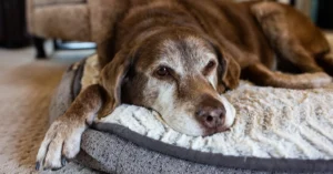 Is My Dog in Pain Quiz