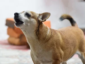Is My Dog Protecting Me or Scared?: Unveiling the Truth