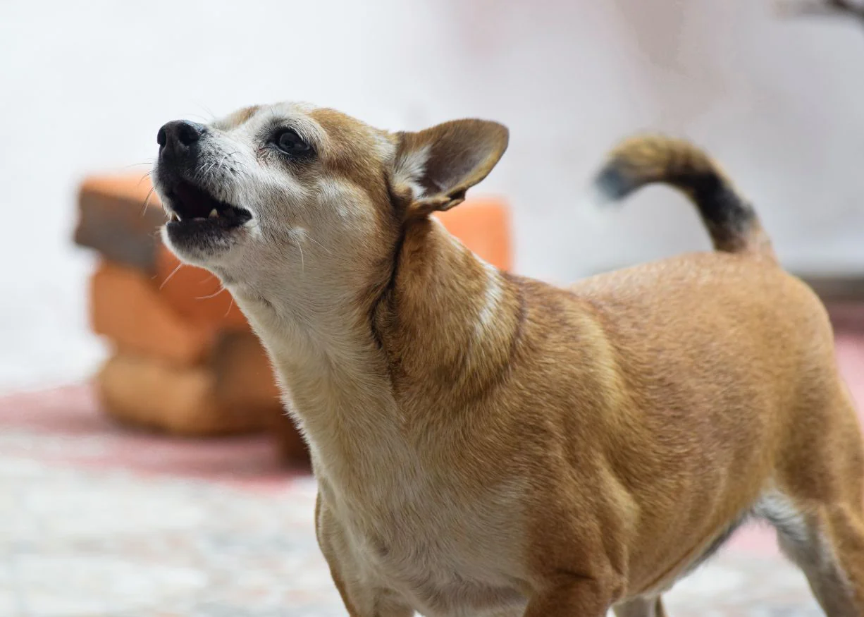 You are currently viewing Is My Dog Protecting Me or Scared?: Unveiling the Truth