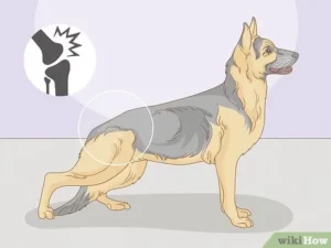 What to Do for Dog With Weak Back Legs