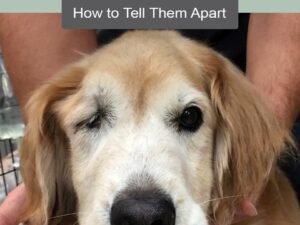 What Causes Muscle Loss in Dogs: Key Factors Unveiled