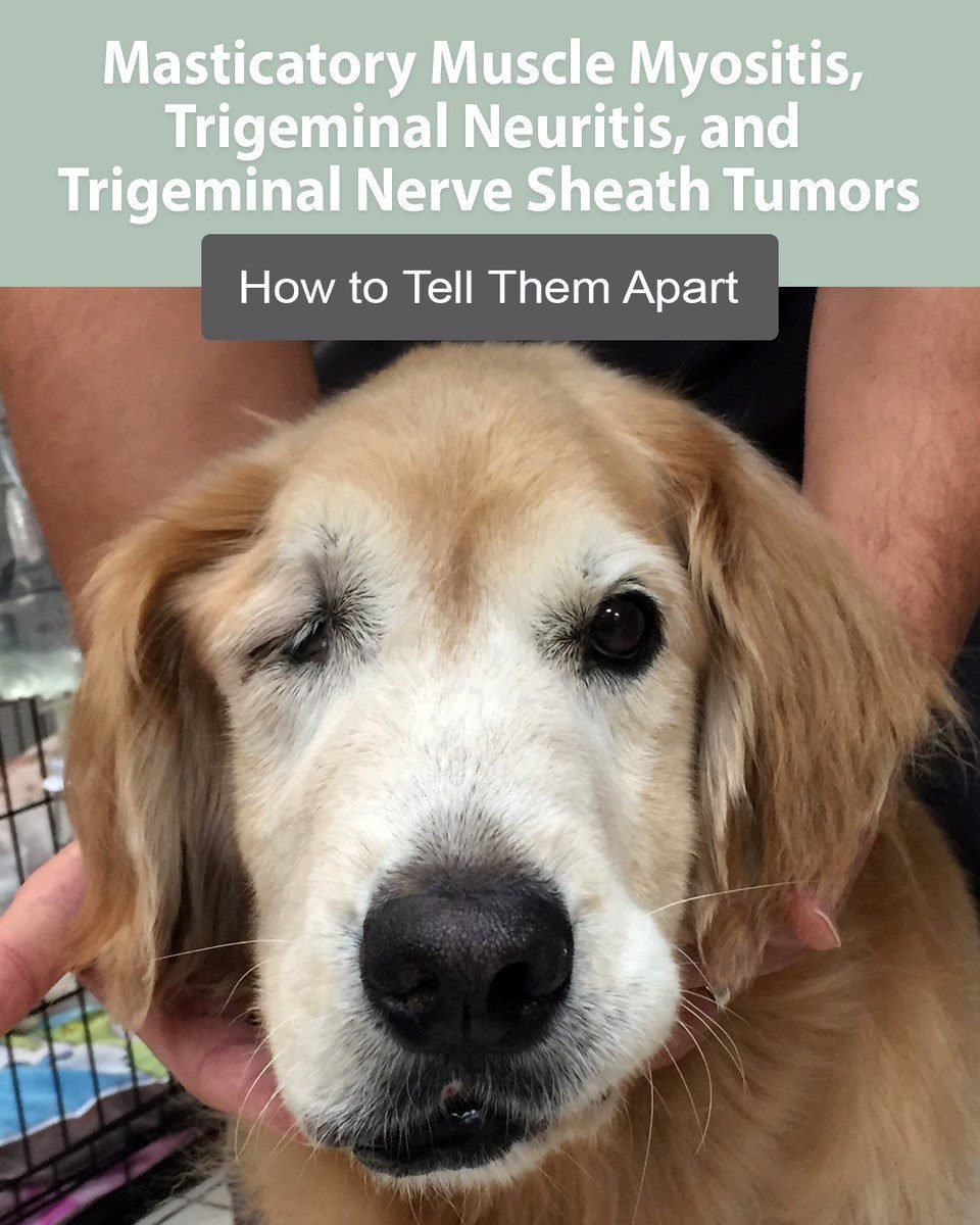 You are currently viewing What Causes Muscle Loss in Dogs: Key Factors Unveiled