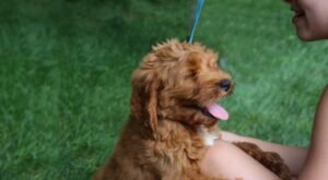 Read more about the article What is a Guardian Home for a Dog: Essential Insights
