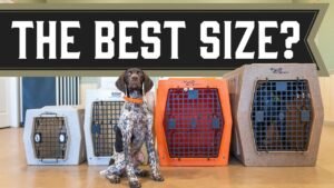 Read more about the article What Size Ruffland Kennel for My Dog: Perfect Fit Guide